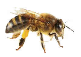 Dedetização de abelhas no Aeroporto