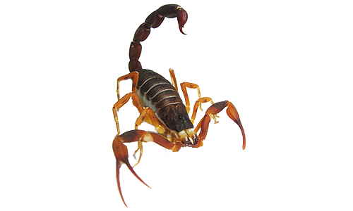 Dedetização de escorpião na Vila das Mercês