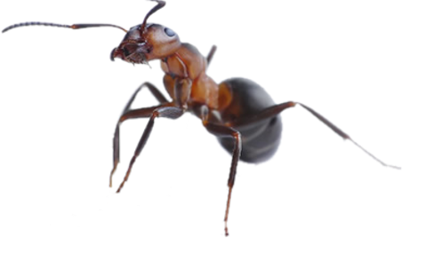 Dedetização de formigas na Vila Prudente
