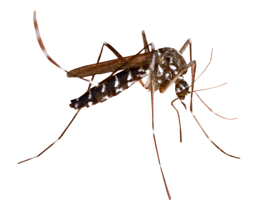 Dedetização de mosquitos na Água Funda - SP