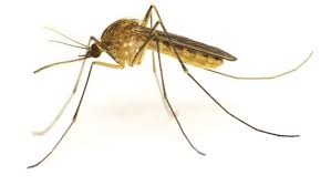 Dedetizadora de mosquitos na Vila das Mercês