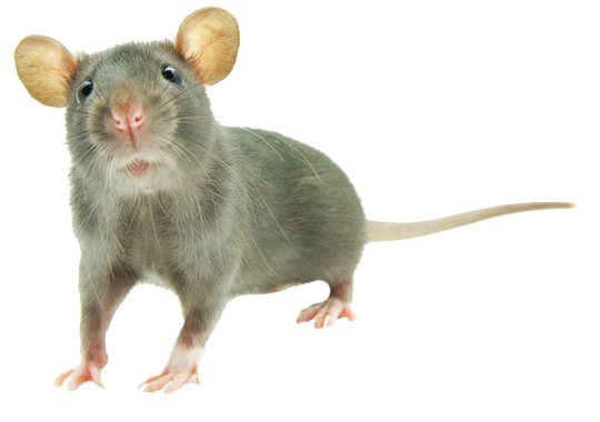 Dedetização de rato no Grajaú