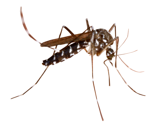 Dedetização de mosquitos no Jardim Anália Franco - SP
