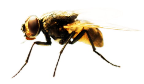 Dedetização de mosca no Jardim Anália Franco